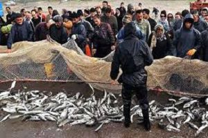 قیمت روز ماهی هوور